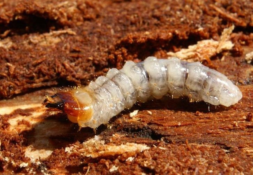 10 animals that people eat alive 10 animals that people eat alive