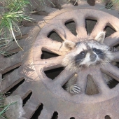 10 casos divertidos cuando los animales fallaron