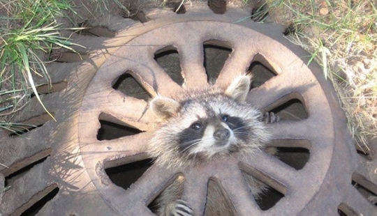 10 casos divertidos cuando los animales fallaron