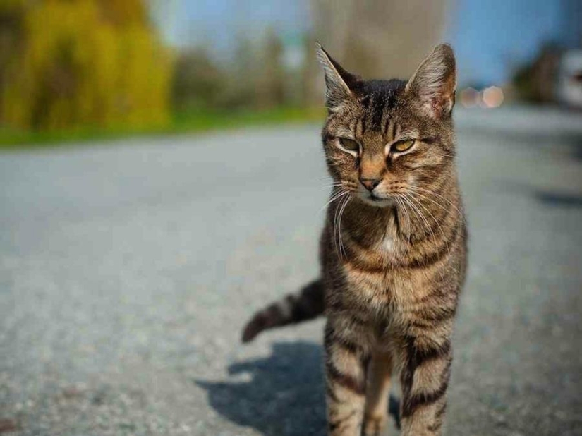 10 cosas comunes que pueden convertirse en armas 10 cosas comunes que pueden convertirse en armas