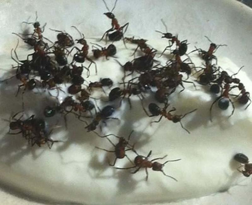 10 delicias inusuales de los seres vivos