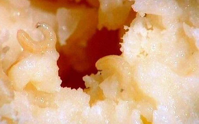 10 delicias inusuales de los seres vivos