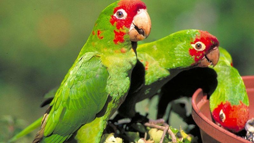 10 especies de animales que verás en lugares inesperados