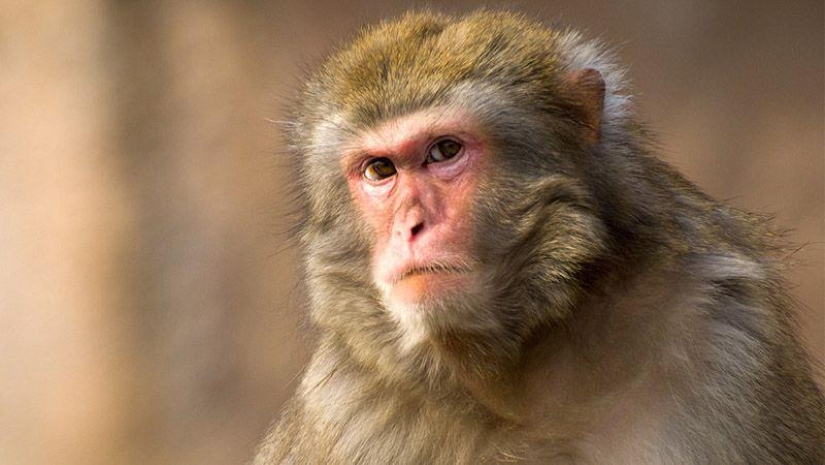 10 especies de animales que verás en lugares inesperados