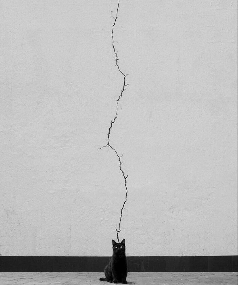 10 fotografías callejeras que lograron capturar la belleza de los gatos, presentadas en esta página de Instagram (Parte 2)