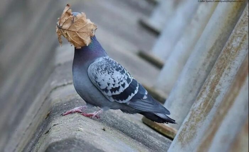 10 fotografías fascinantes presentadas en la cuenta de Instagram “The Decisive Moments Magazine”