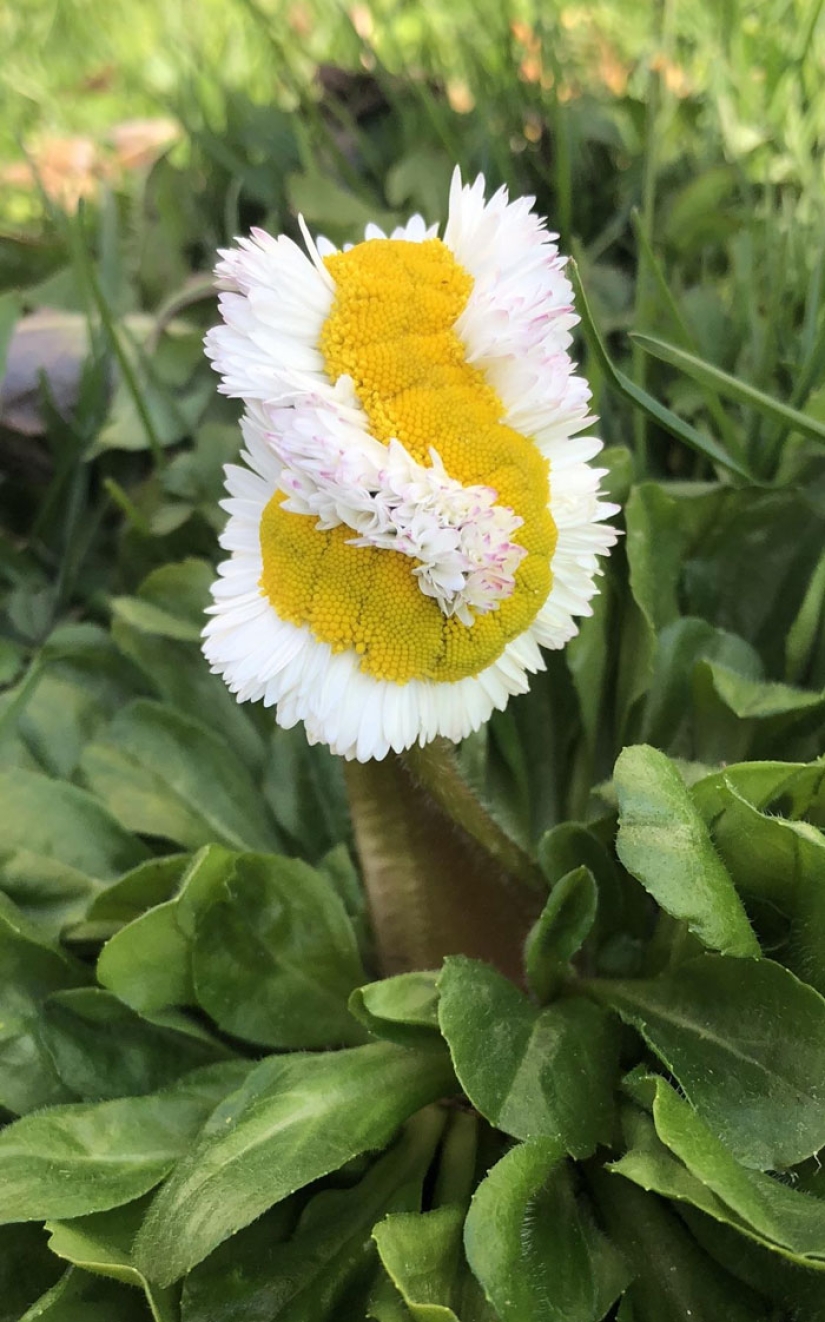 10 fotos fascinantes de cosas raras 10 fotos fascinantes de cosas raras