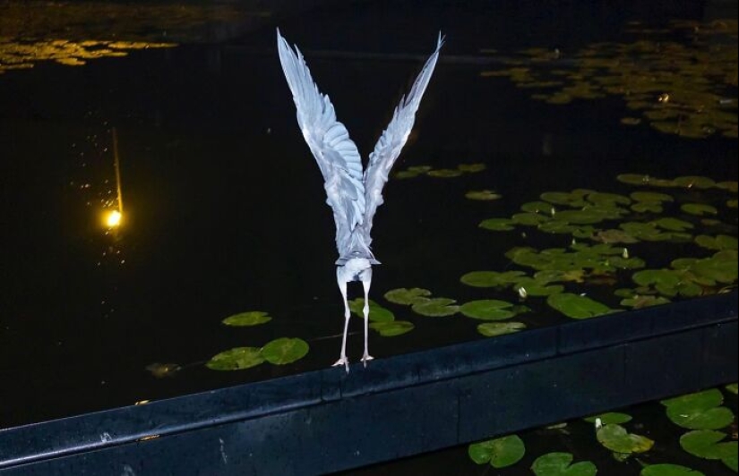 10 Funny Accidental Images That Were Taken At The Right Time And Place By This Street Photographer 10 Funny Accidental Images That Were Taken At The Right Time And Place By This Street Photographer