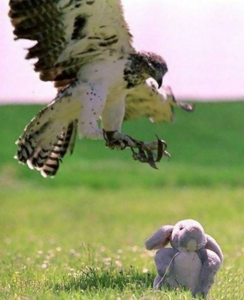 10 Funny Cases When Animals Failed 10 Funny Cases When Animals Failed