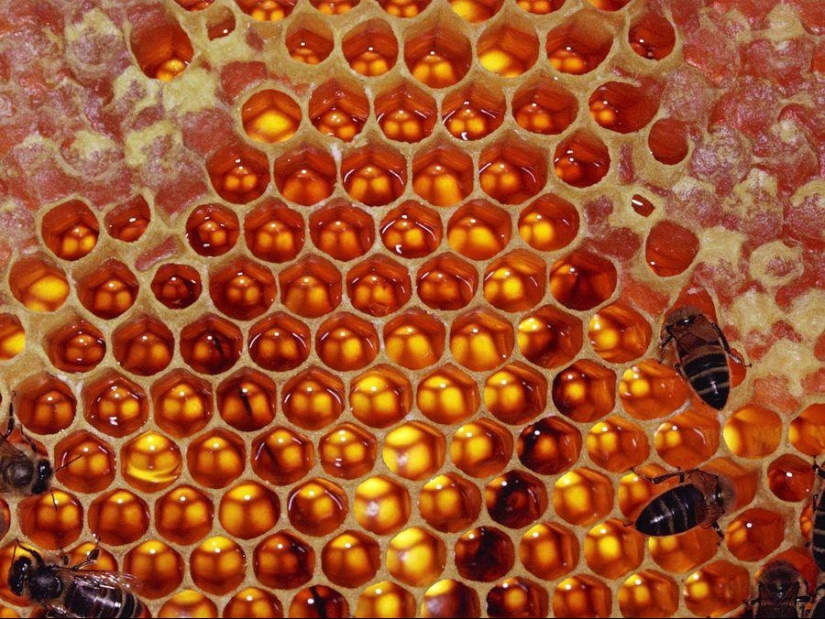 10 grandes ejemplos de simetría en la naturaleza