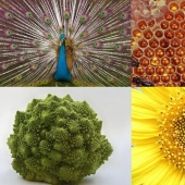 10 Great Examples of Symmetry in Nature