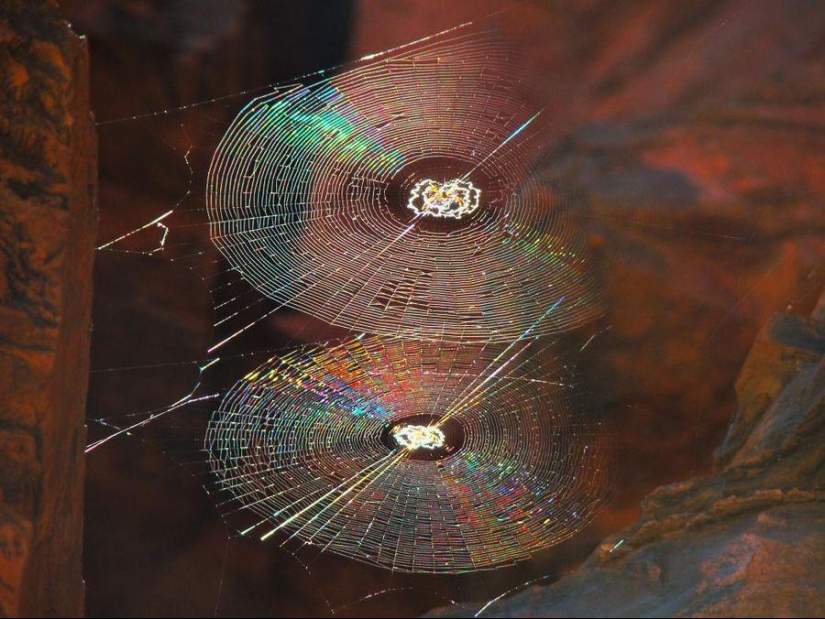 10 Great Examples of Symmetry in Nature