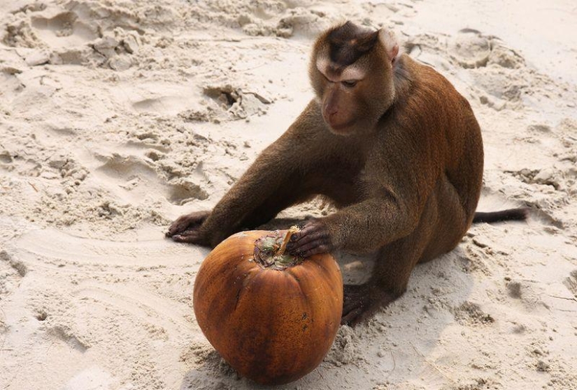 10 hechos sorprendentes sobre los cocos