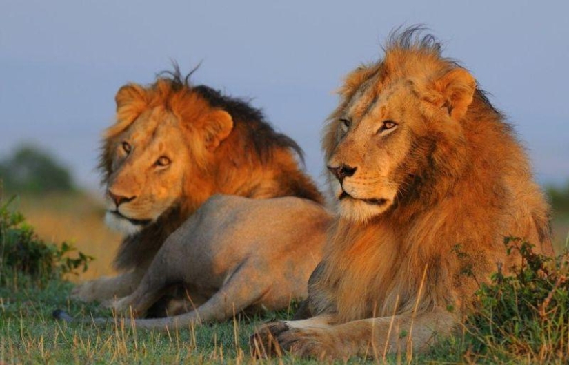 10 Homosexual Animals