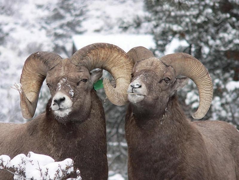 10 Homosexual Animals