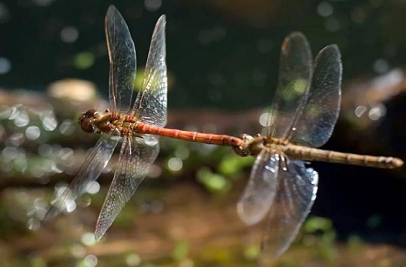 10 Homosexual Animals