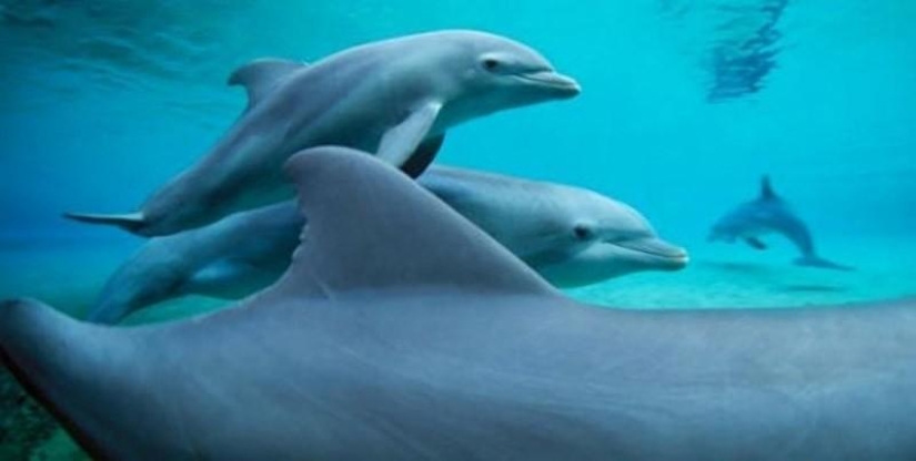 10 Homosexual Animals