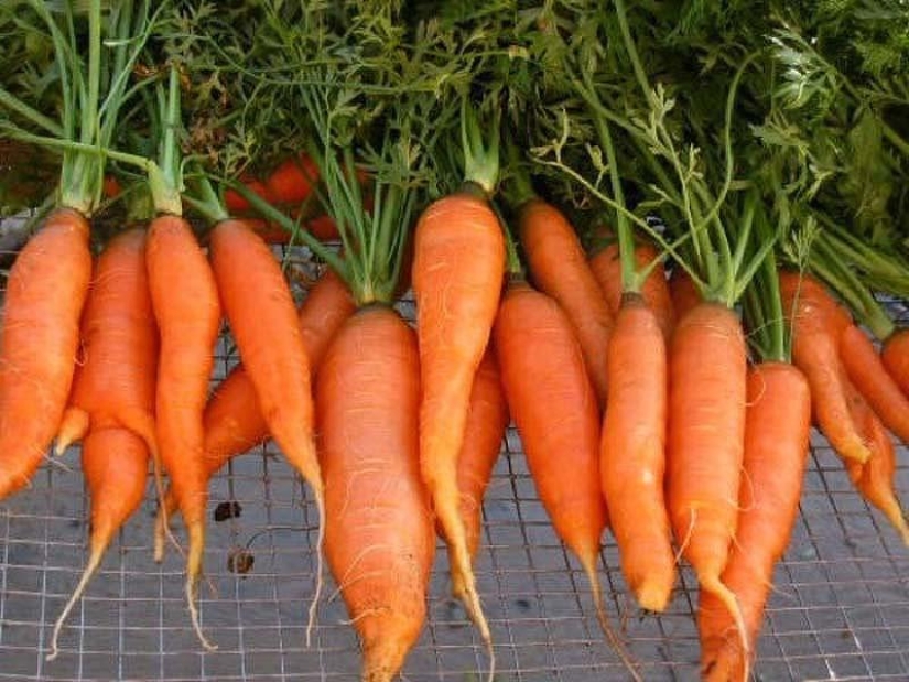 10 horror stories about malnutrition 10 horror stories about malnutrition