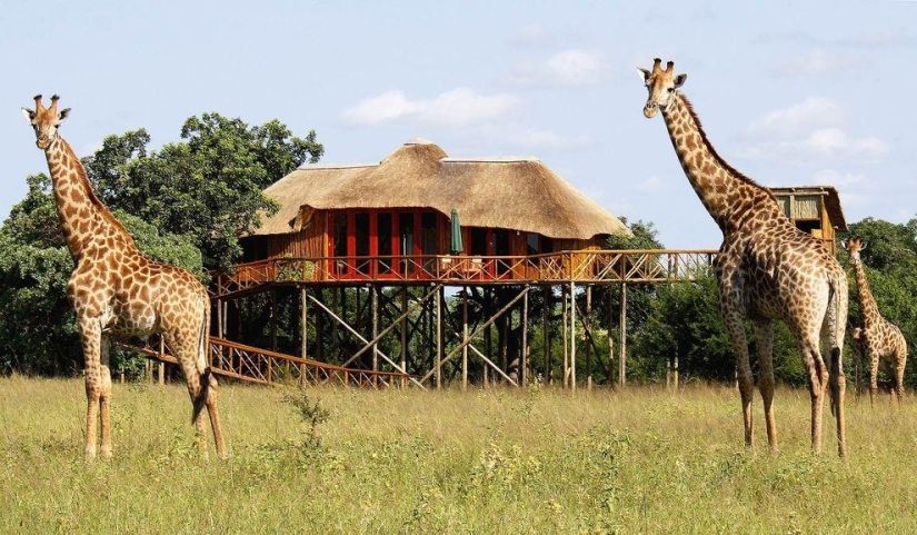 10 hoteles más increíbles en los árboles 10 hoteles más increíbles en los árboles