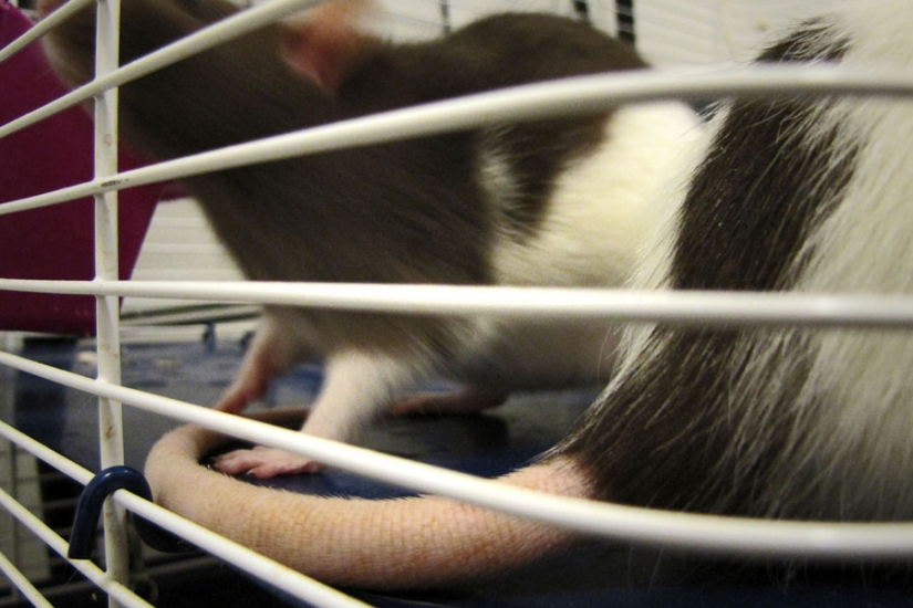 10 increíbles tradiciones de bodas de todo el mundo