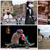 10 lugares que aman a los gatos