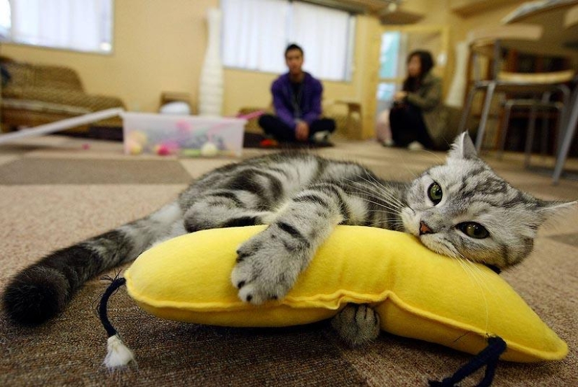 10 lugares que aman a los gatos