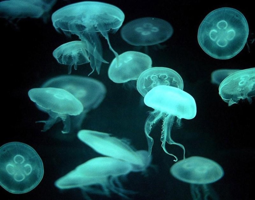 10 maneras inesperadas de usar cola