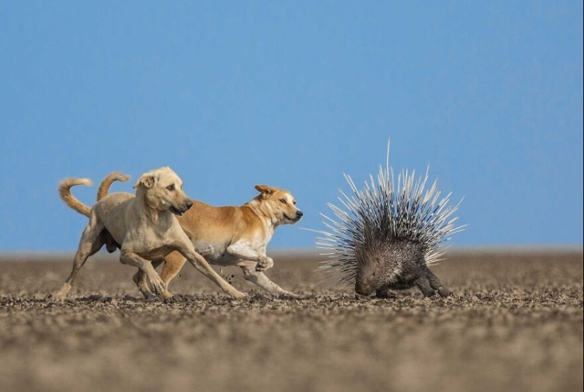 10 Mesmerising Nature Photos That Won The 2023 Nature inFocus Photography Awards 10 Mesmerising Nature Photos That Won The 2023 Nature inFocus Photography Awards