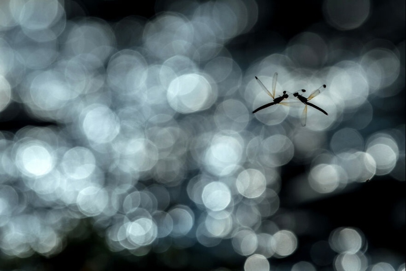 10 Mesmerising Nature Photos That Won The 2023 Nature inFocus Photography Awards 10 Mesmerising Nature Photos That Won The 2023 Nature inFocus Photography Awards