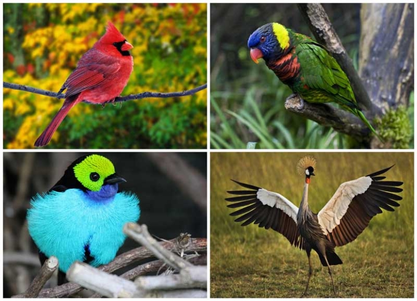 10 most beautiful birds in the world 10 most beautiful birds in the world