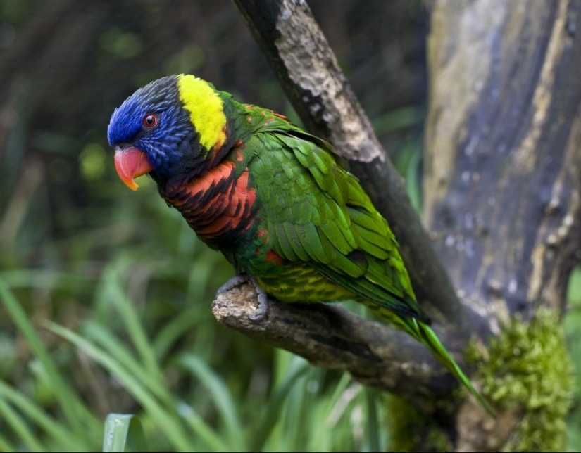 10 most beautiful birds in the world 10 most beautiful birds in the world