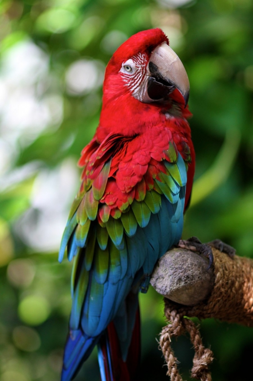 10 most beautiful birds in the world 10 most beautiful birds in the world