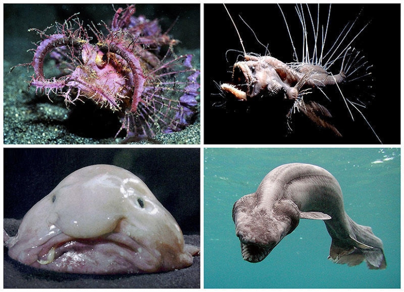 10 most bizarre fish in the world's oceans 10 most bizarre fish in the world's oceans