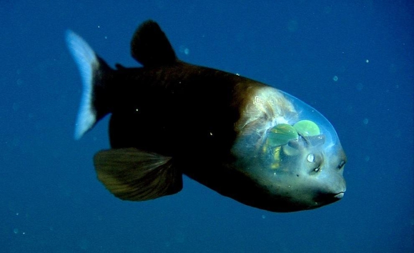 10 most bizarre fish in the world's oceans 10 most bizarre fish in the world's oceans