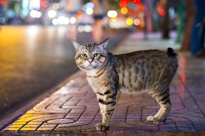 10 most correct breeds of cats 10 most correct breeds of cats