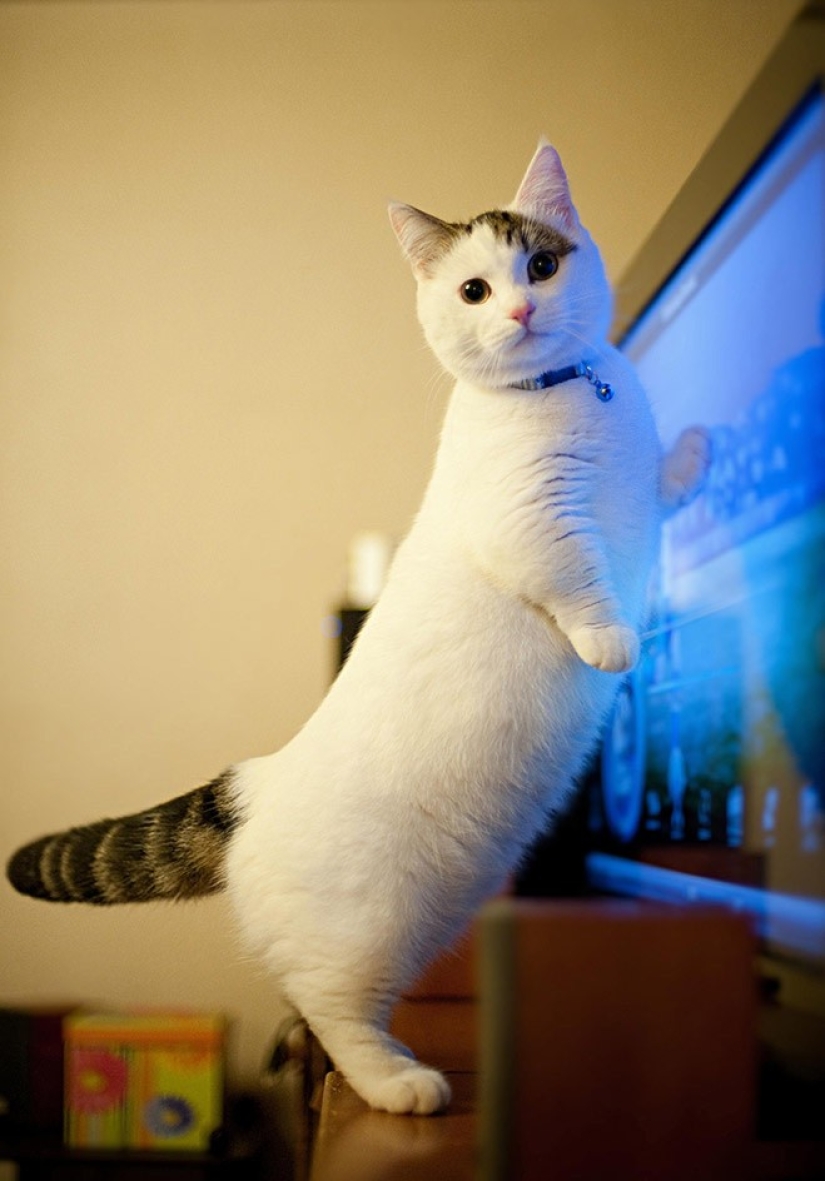 10 most correct breeds of cats 10 most correct breeds of cats