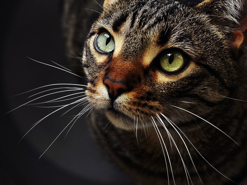 10 movimientos secretos reales de Ninja