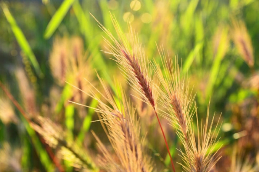 10 olores asesinos de mosquitos 10 olores asesinos de mosquitos