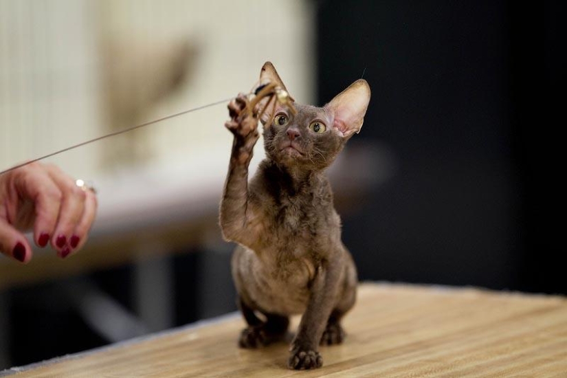 10 places that love cats 10 places that love cats