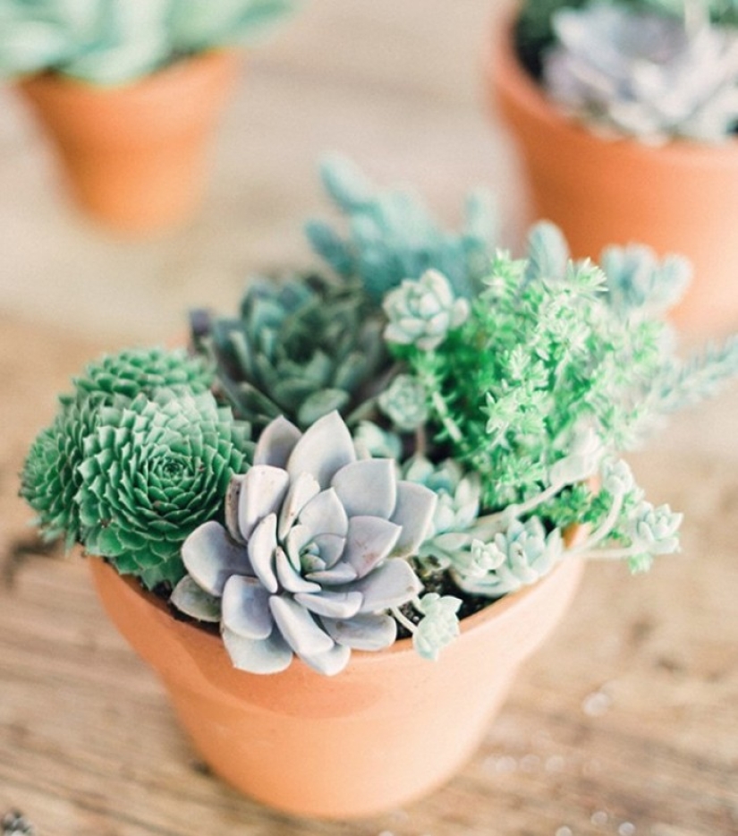 10 plantas sin pretensiones para los que no tienen tiempo