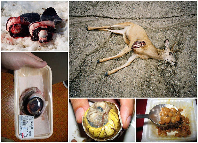 10 platos más repugnantes 10 platos más repugnantes