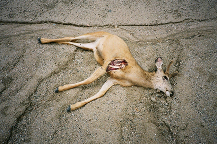 10 platos más repugnantes 10 platos más repugnantes