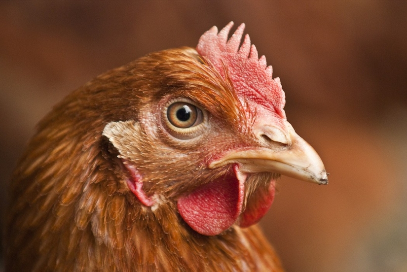 10 rules of table etiquette from different countries that should not be violated