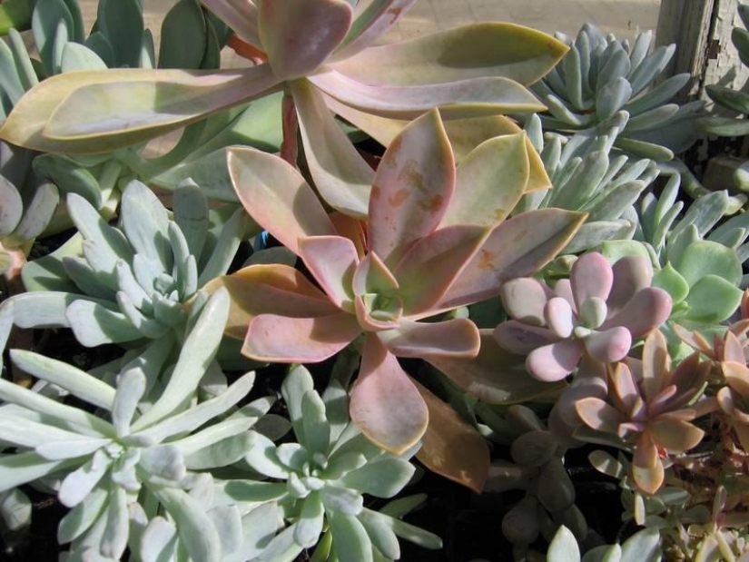 10 sources of allergies in your home 10 sources of allergies in your home