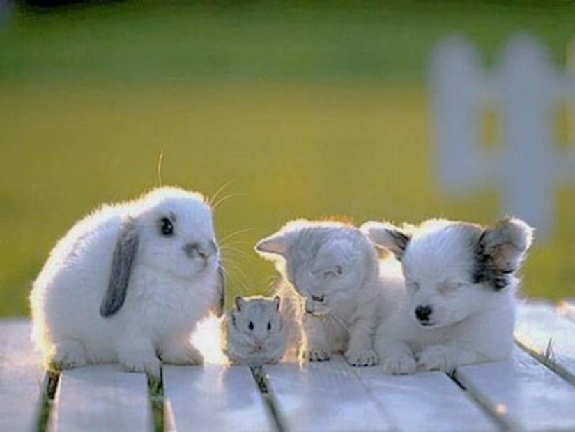 10 sources of allergies in your home 10 sources of allergies in your home