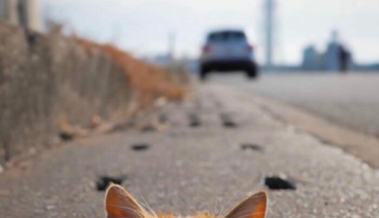 10 Street Photographs That Managed To Capture The Beauty Of Cats, Featured On This Instagram Page (Part2) 10 Street Photographs That Managed To Capture The Beauty Of Cats, Featured On This Instagram Page (Part2)