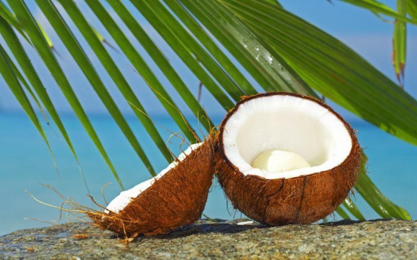 10 Surprising Facts About Coconuts