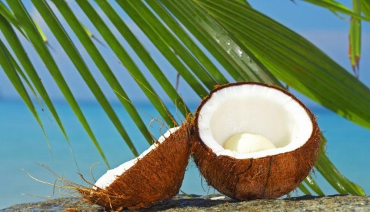 10 Surprising Facts About Coconuts