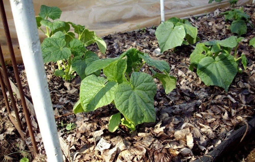 10 time-tested tips that will greatly increase the yield of cucumbers: a note to all gardeners