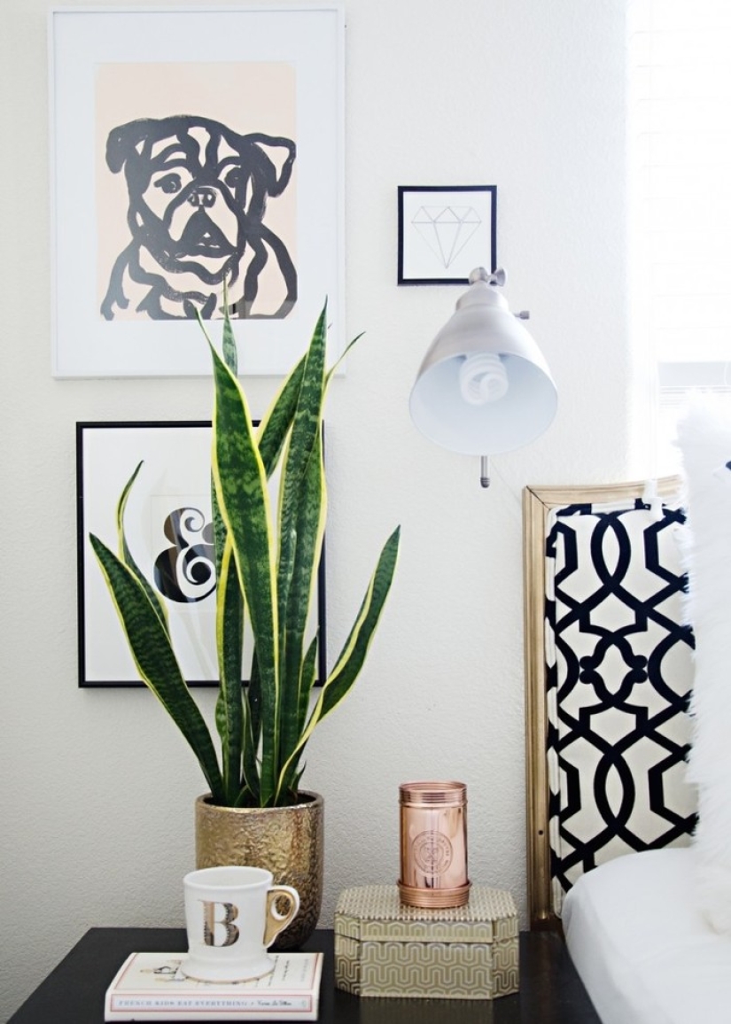 10 unpretentious plants for those who do not have time 10 unpretentious plants for those who do not have time